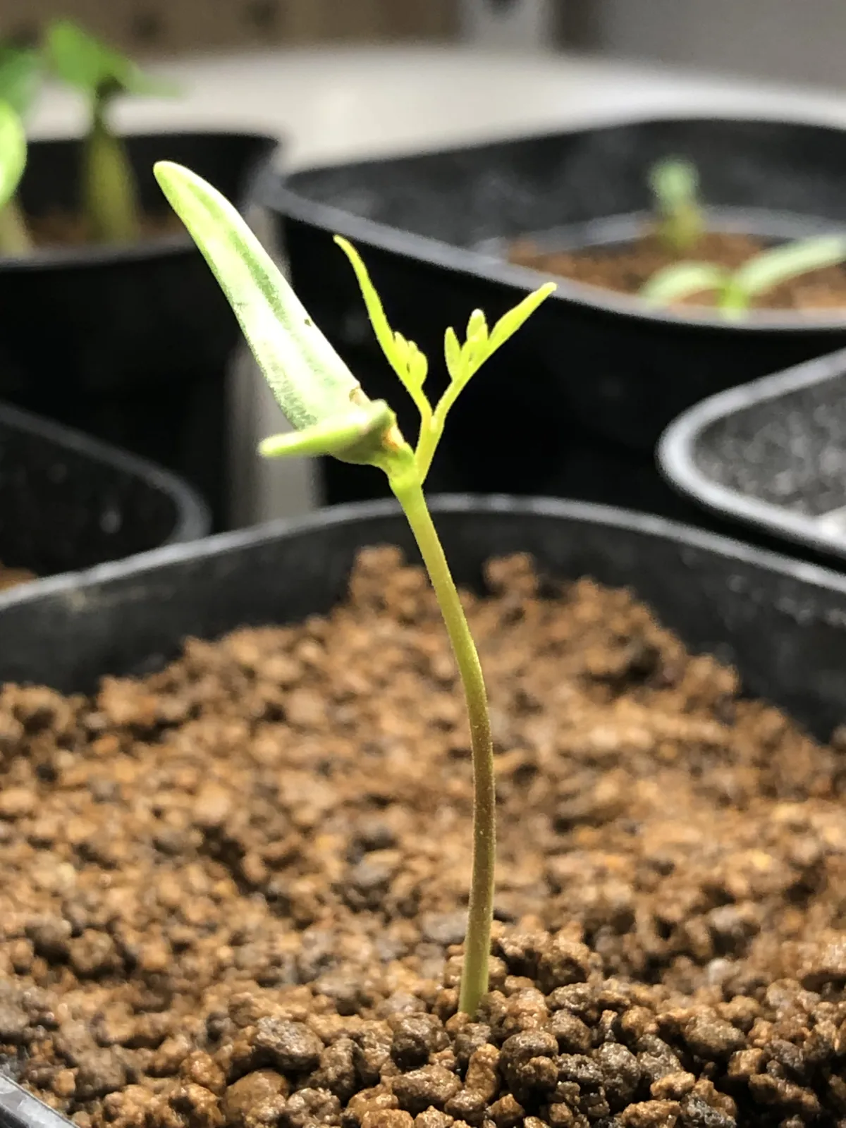 Operculicarya pachypus (オペルクリカリア パキプス)