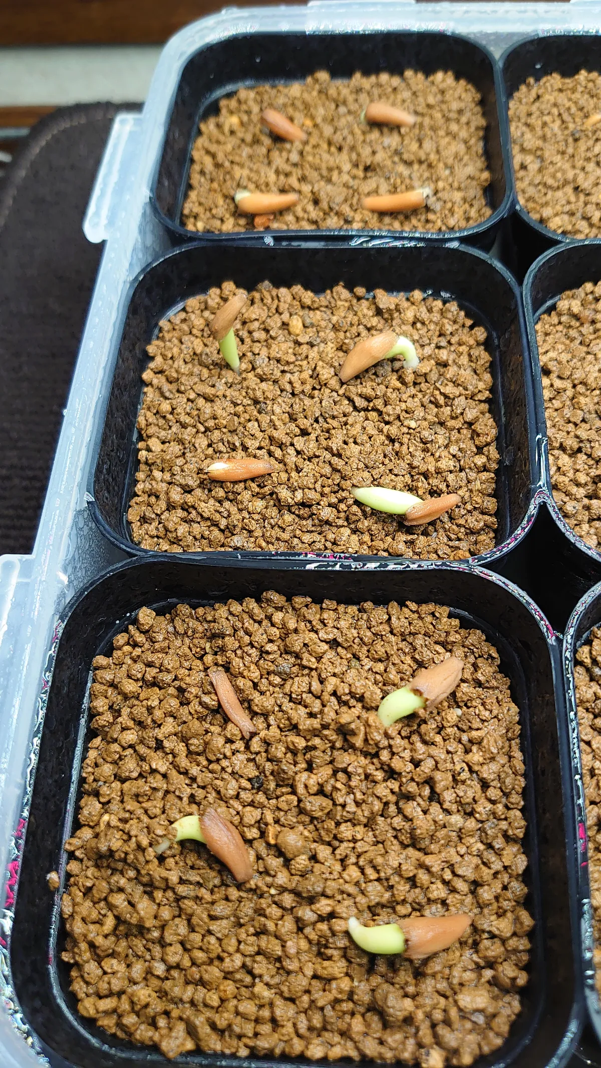 Adenium obesum thai (アデニウム タイ ソコトラナム)