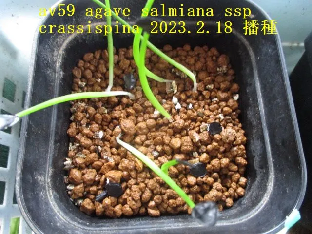 Agave salmiana subsp. salmiana (アガベ サルミアナ)