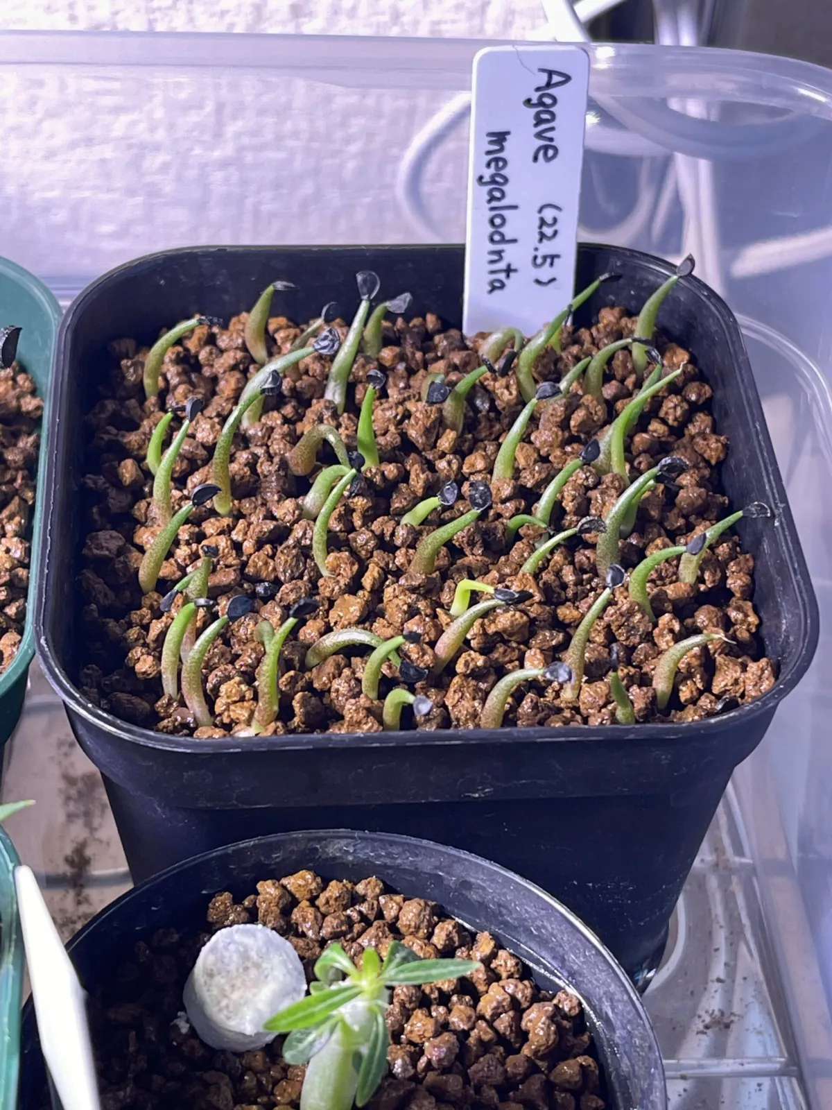 Agave megalodonta (アガベ メガロドンタ)