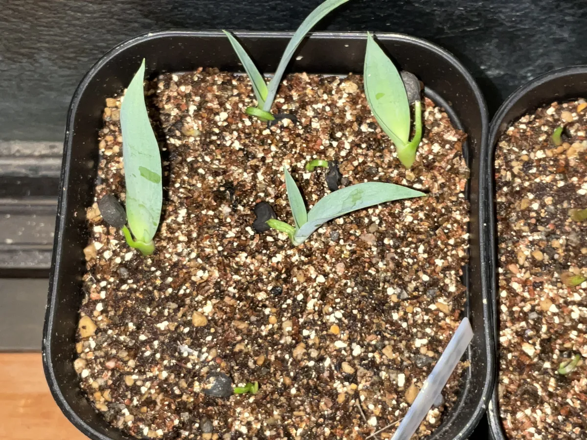 Yucca treculeana (ユッカ トレクレアーナ)