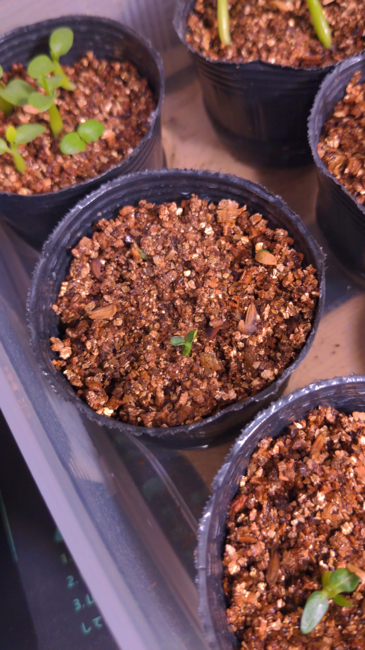 Pachypodium rosulatum var. inopinatum (パキポディウム イノピナツム)