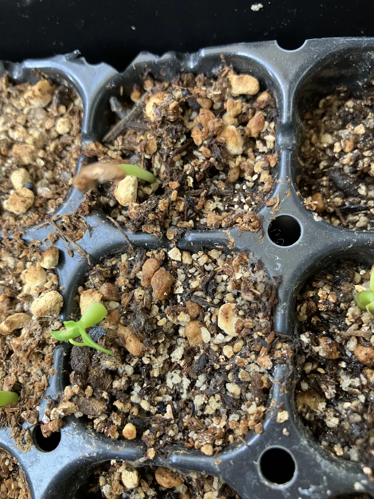 Pachypodium rosulatum ssp. cactipes (パキポディウム カクチペス)