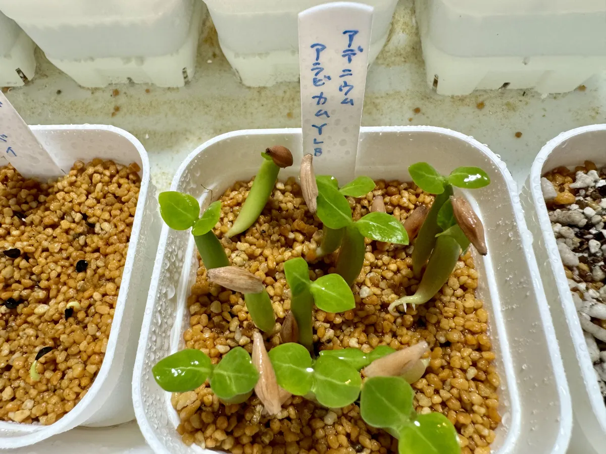 Adenium arabicum (アデニウム アラビカム)