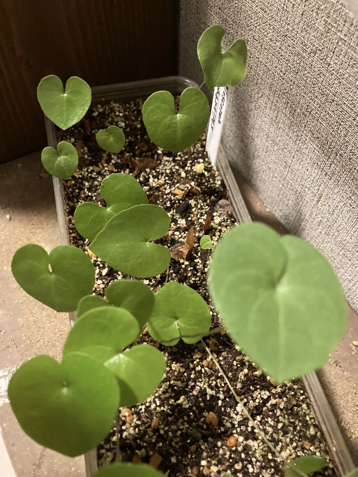Dioscorea elephantipes (ディオスコレア エレファンティペス アフリカ亀甲竜)