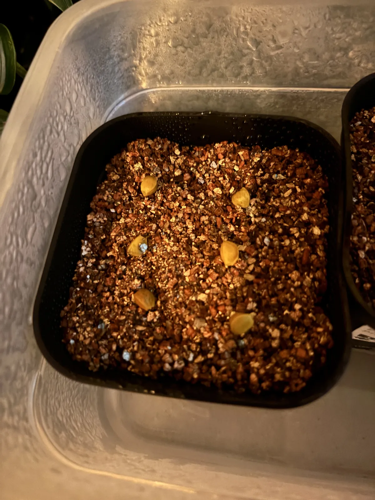 Bursera fagaroides (ブルセラ ファガロイデス)