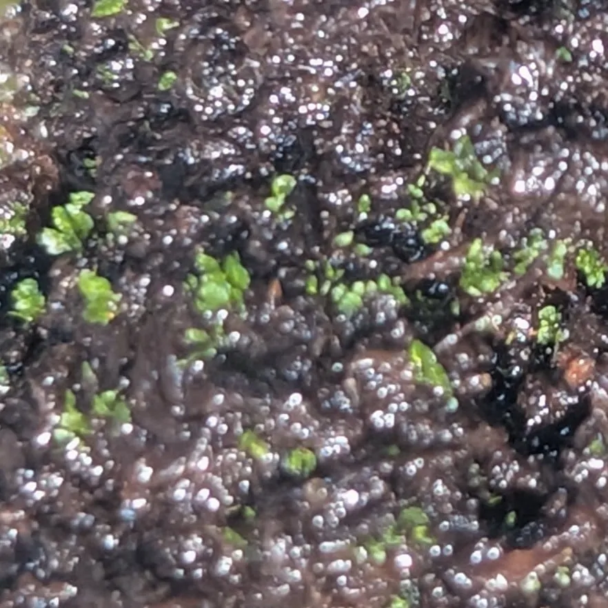 Platycerium ridleyi (ビカクシダ リドレイ)