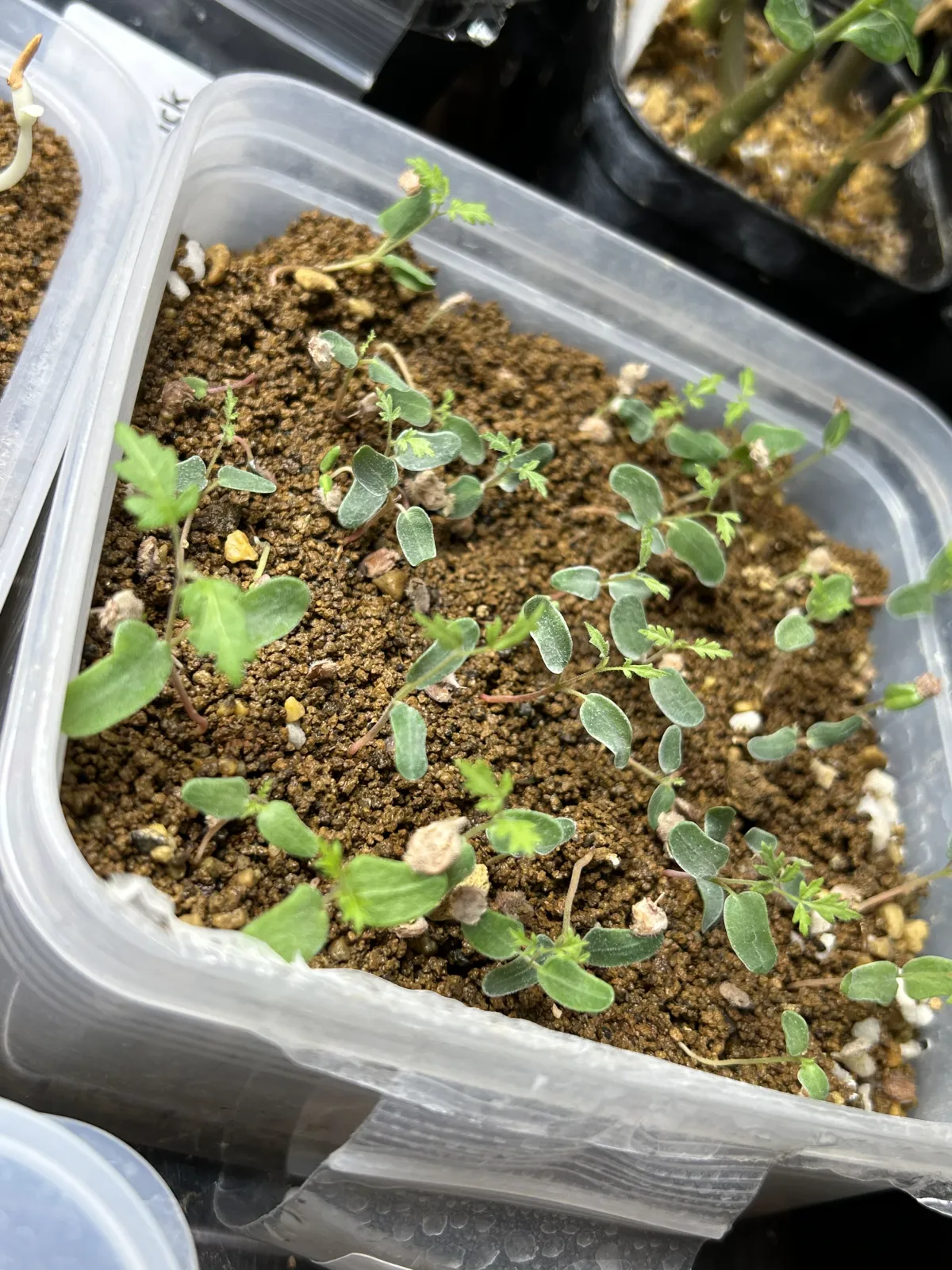 Pachycormus discolor (パキコルムス ディスカラー)