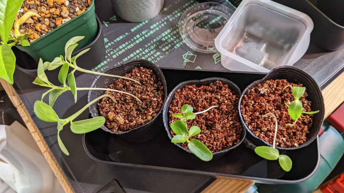 Fouquieria formosa (フォークイエリア フォルモサ)