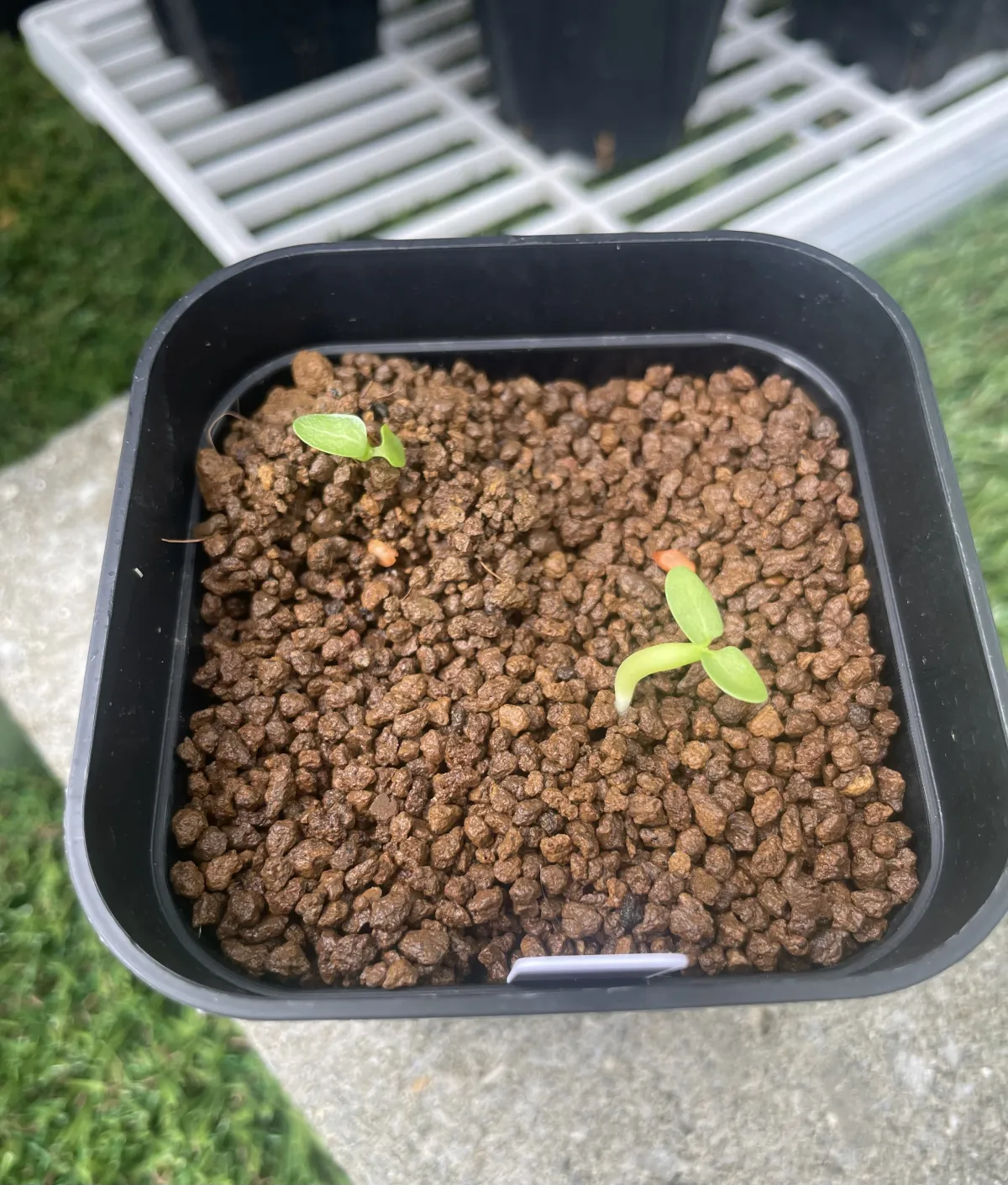 Pachypodium enigmaticum (パキポディウム エニグマチカム)