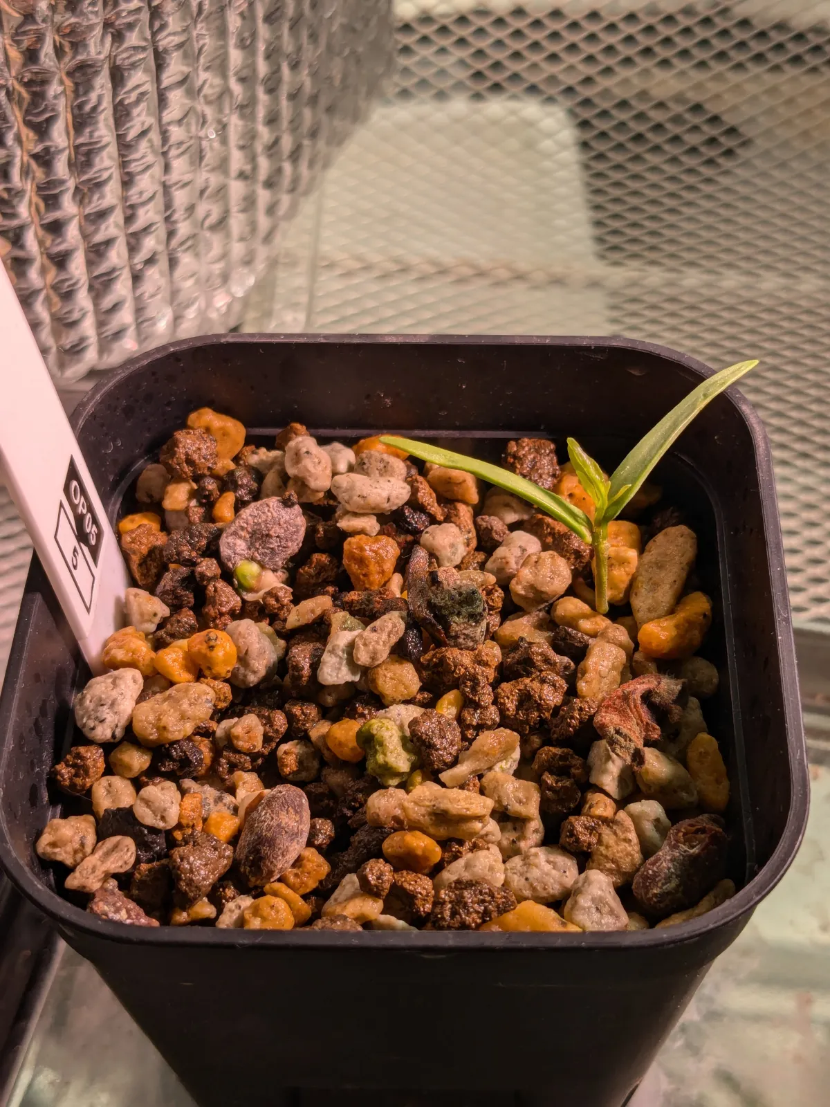 Operculicarya sp (オペルクリカリア)