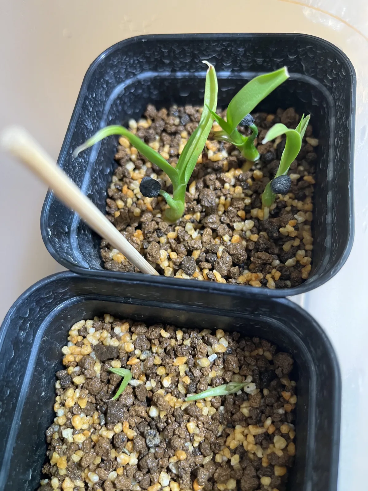 Yucca filifera (ユッカ フィリフェラ)