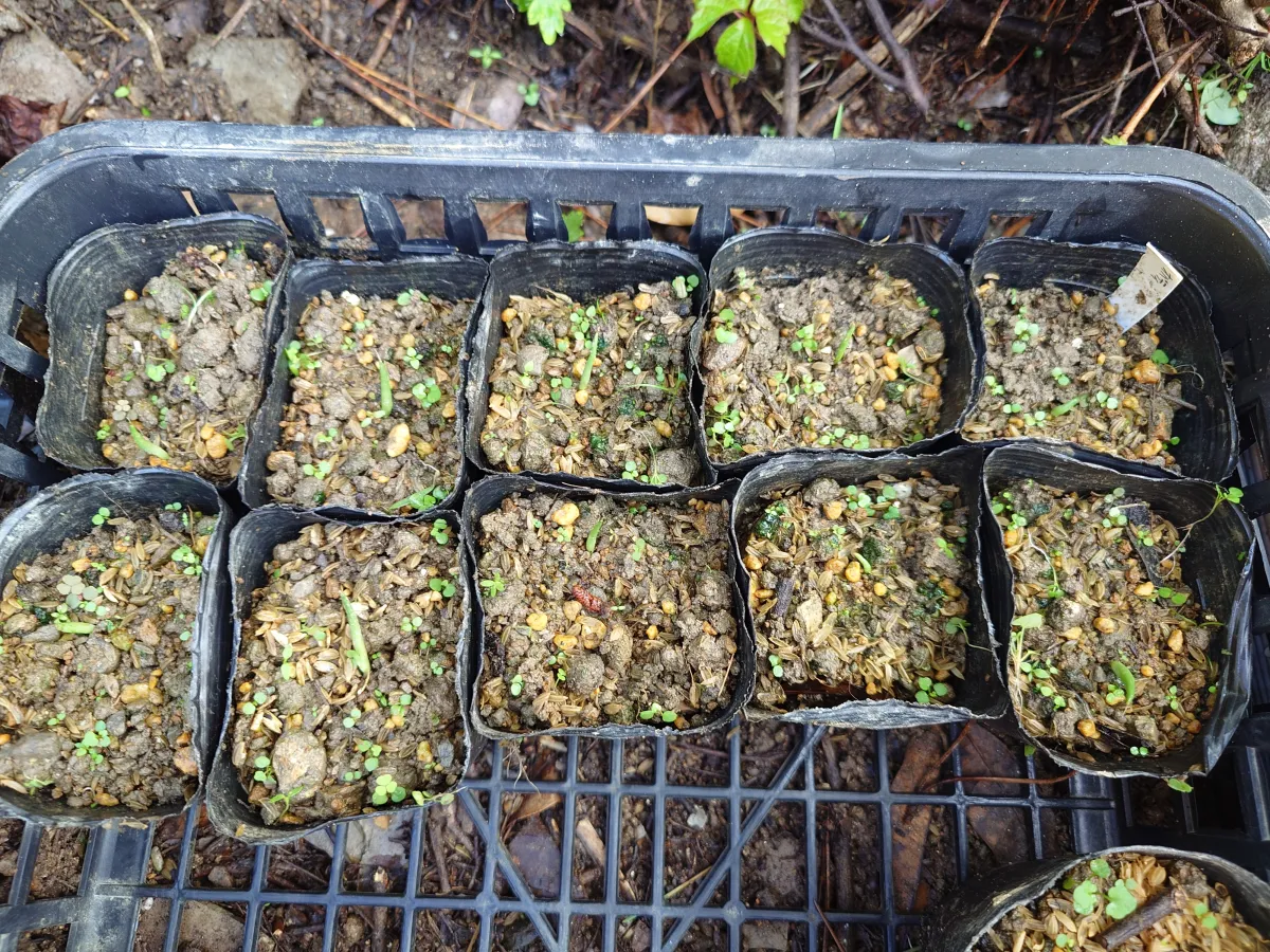 Agave ovatifolia (アガベ オバティフォリア)