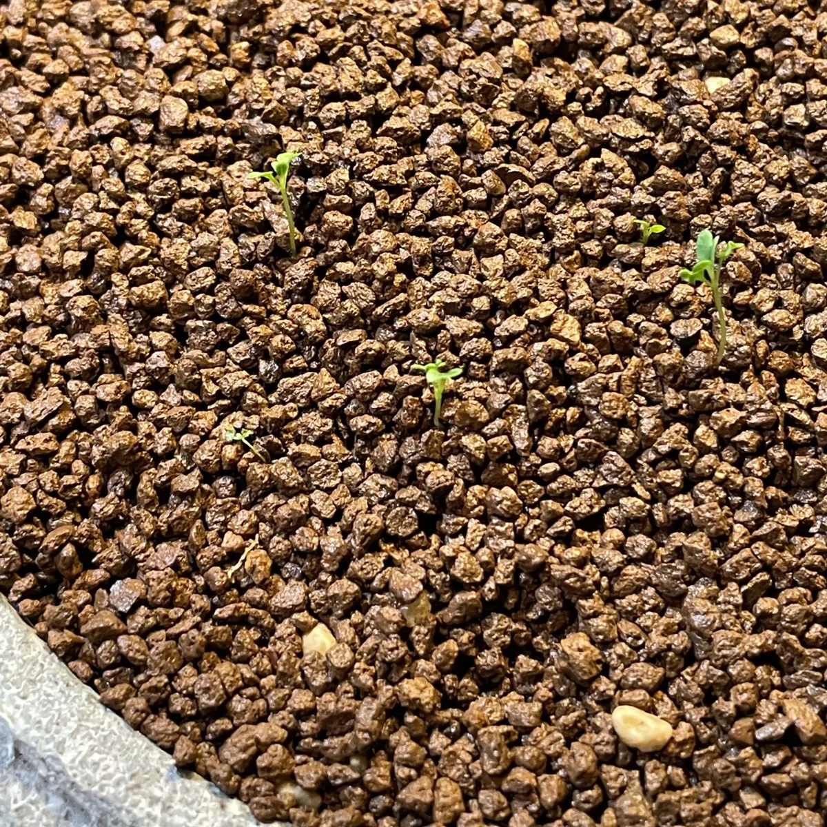 Eucalyptus deglupta (ユーカリ デグルプタ)