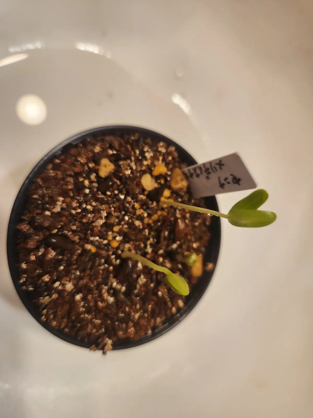 Senna meridionalis (センナ メリディオナリス)