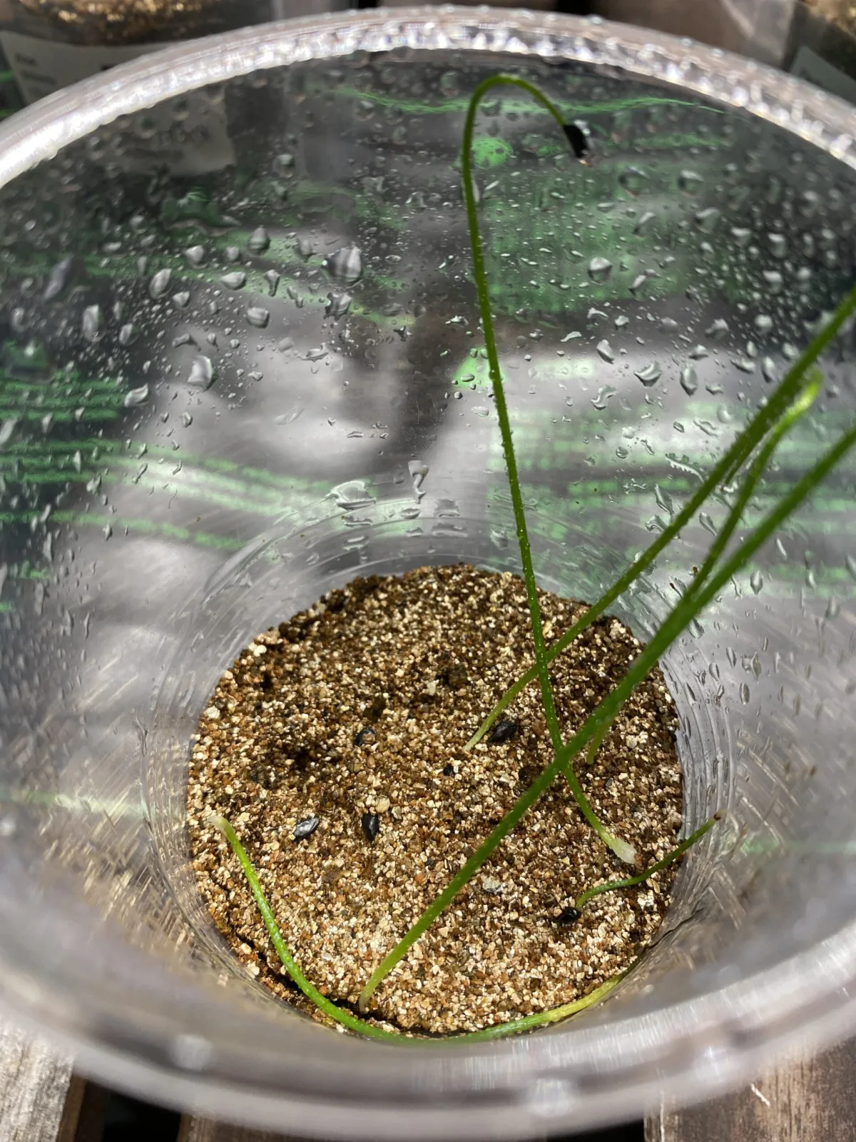 Bowiea volubilis (ボウィエア ボルビリス 蒼角殿)