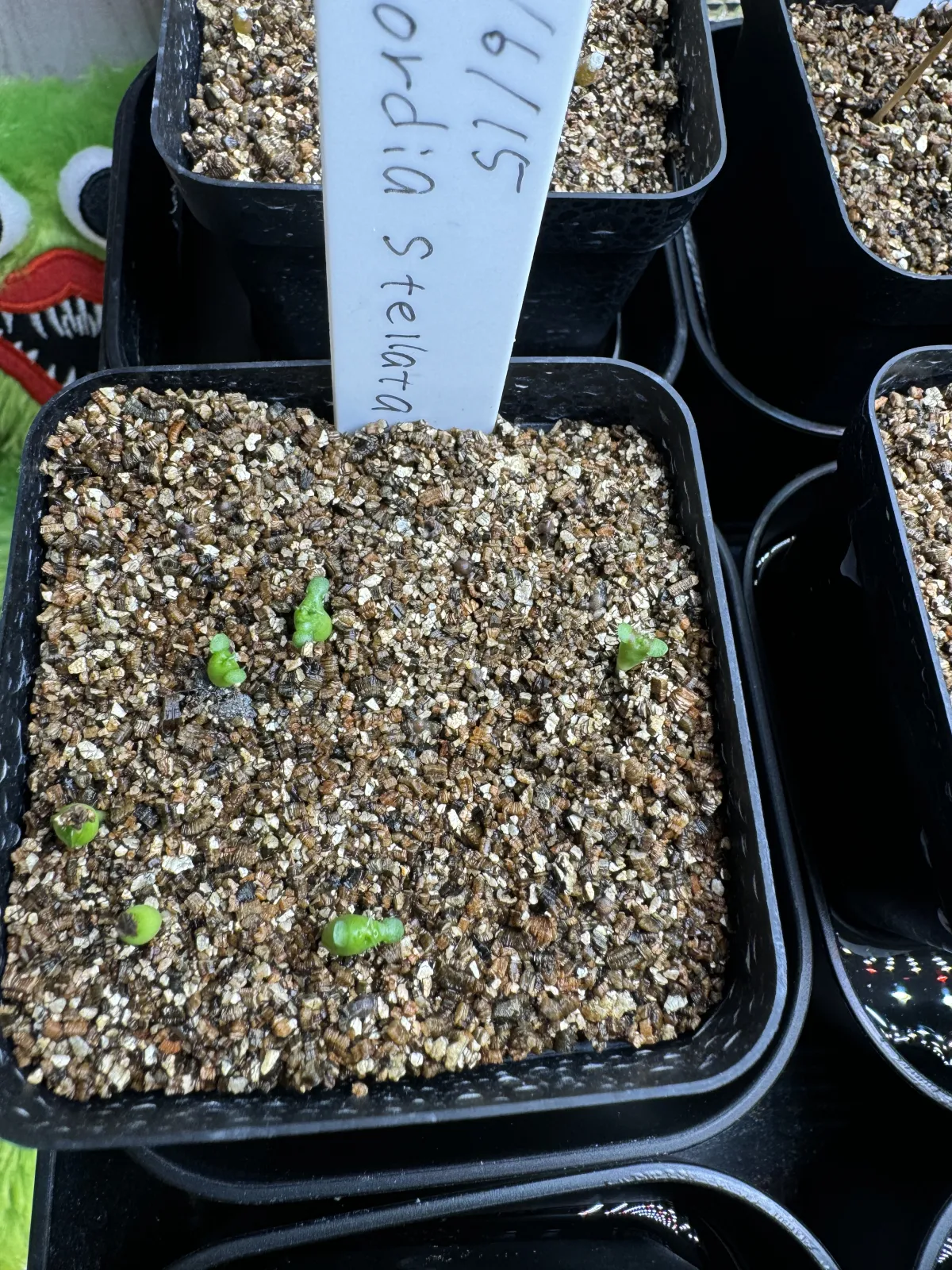 Euphorbia stellata (ユーフォルビア ステラータ 飛竜)