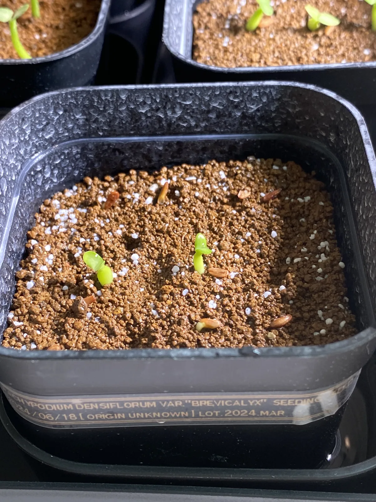 Pachypodium densiflorum var. brevicalyx (パキポディウム ブレビカリックス)