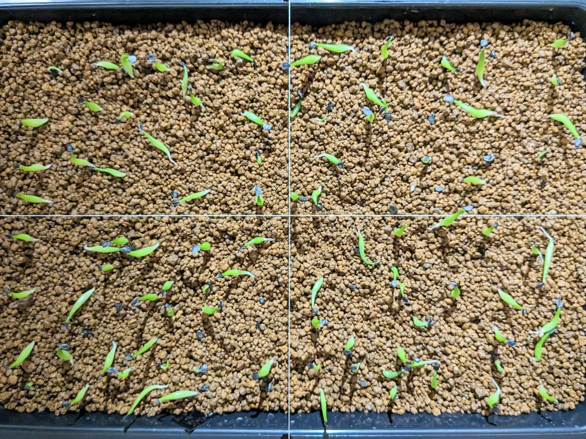 Agave oteroi (アガベ オテロイ)