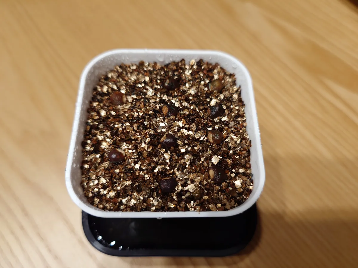 [無料種子] パキプスくじ