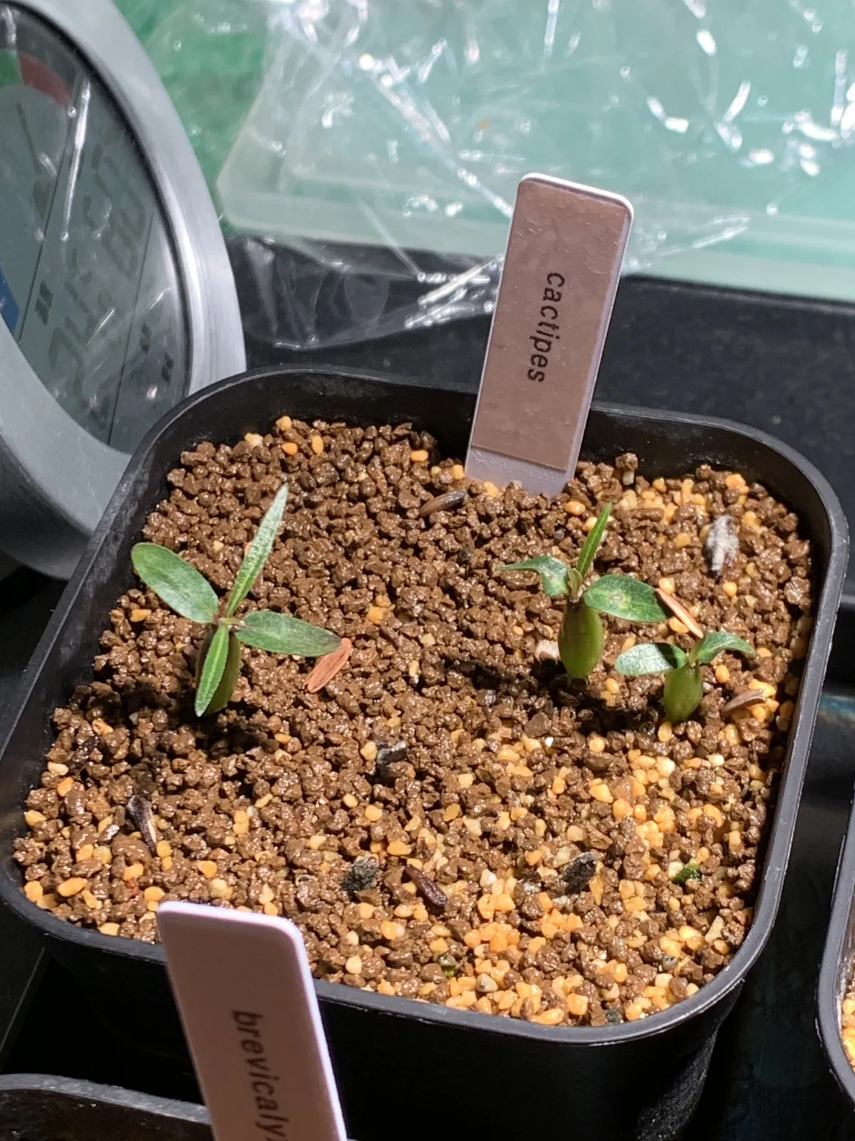 Pachypodium rosulatum ssp. cactipes (パキポディウム カクチペス)