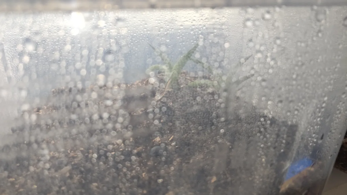 Agave asperrima ssp. zarcensis (アガベ アスペリーマ ザルセンシス)