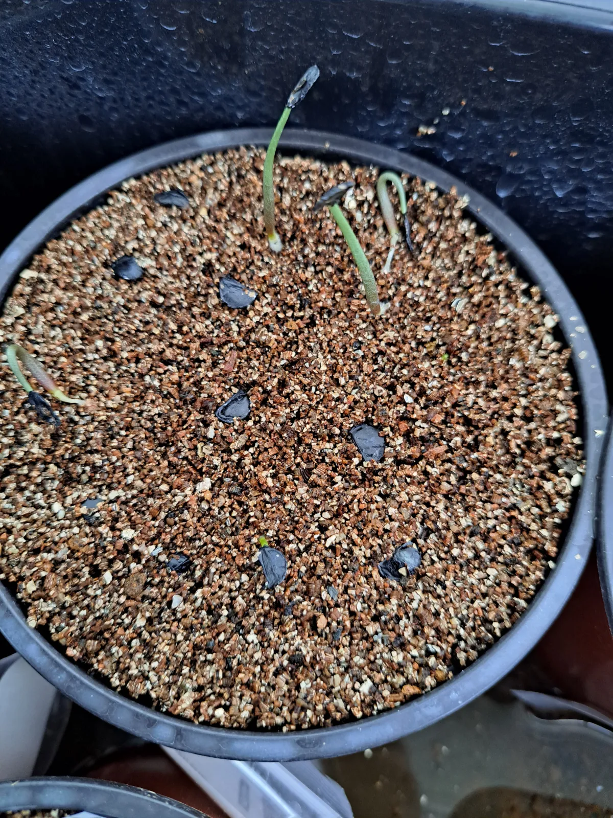 Agave cupreata (アガベ クプレアータ)