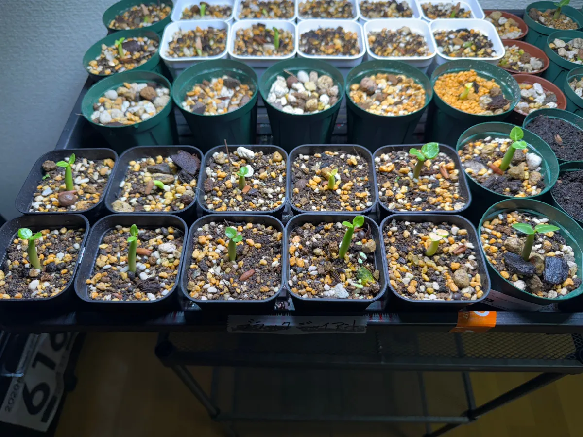 Adenium arabicum Black Giant (アデニウム アラビカム ブラックジャイアント)