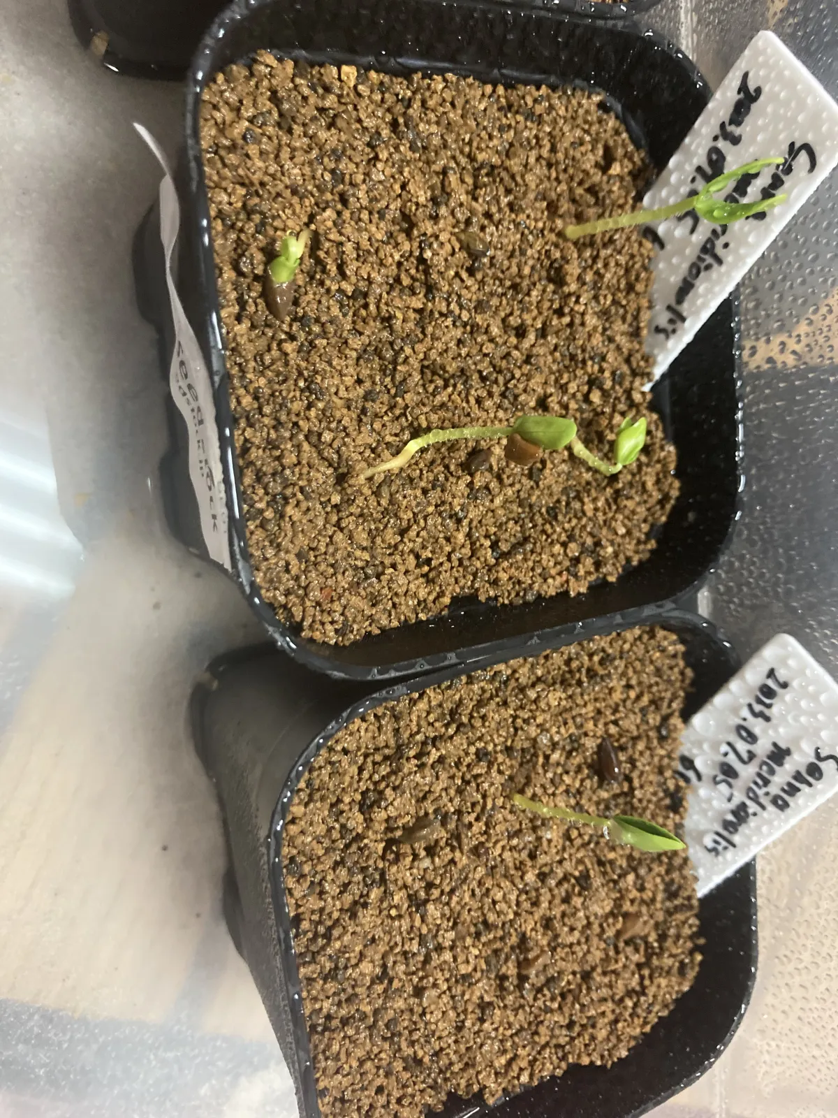 Senna meridionalis (センナ メリディオナリス)