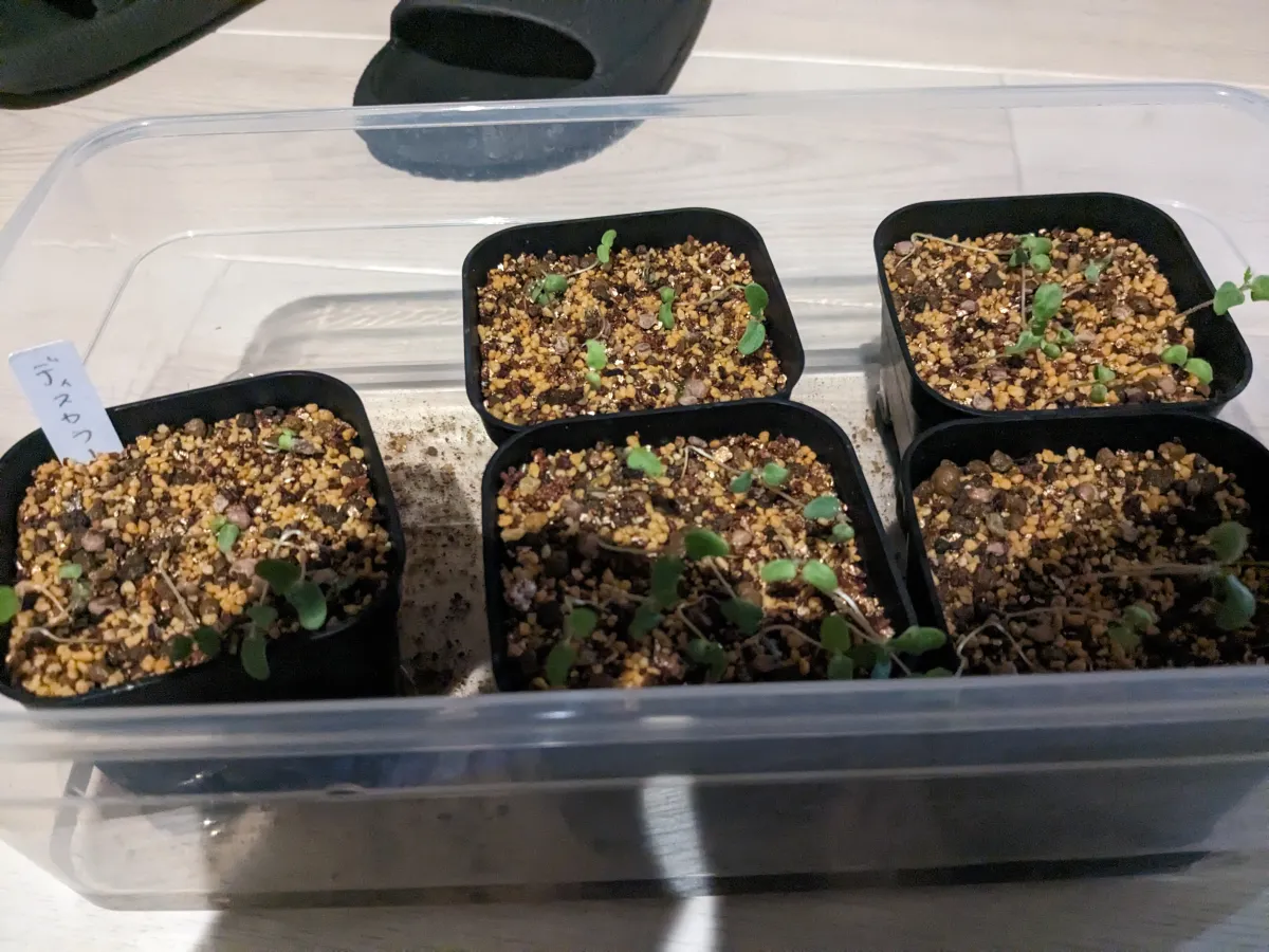 Pachycormus discolor (パキコルムス ディスカラー)