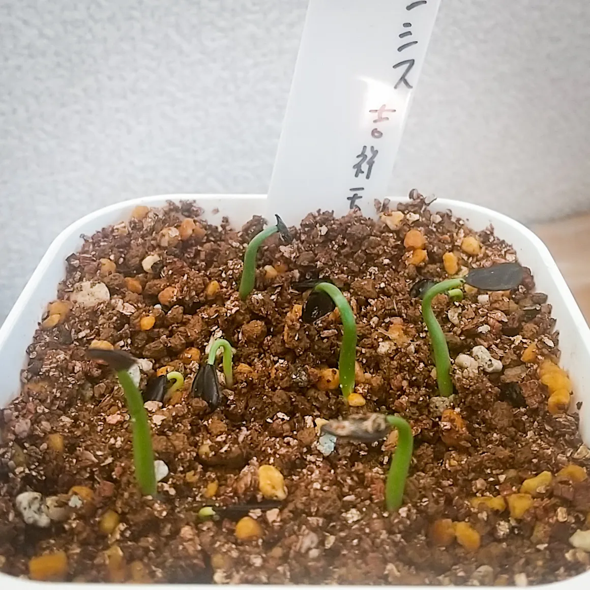 Agave parryi subsp. parryi (アガベ パリー)