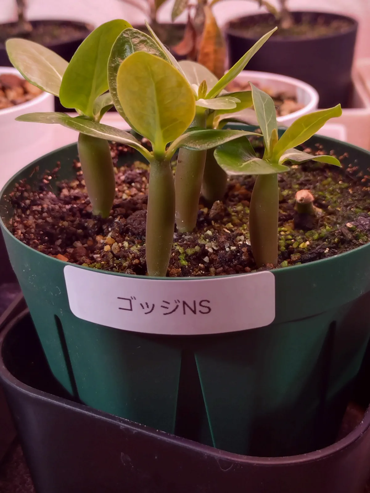 Adenium arabicum Godji x NS (アデニウム アラビカム ゴッジ x NS)