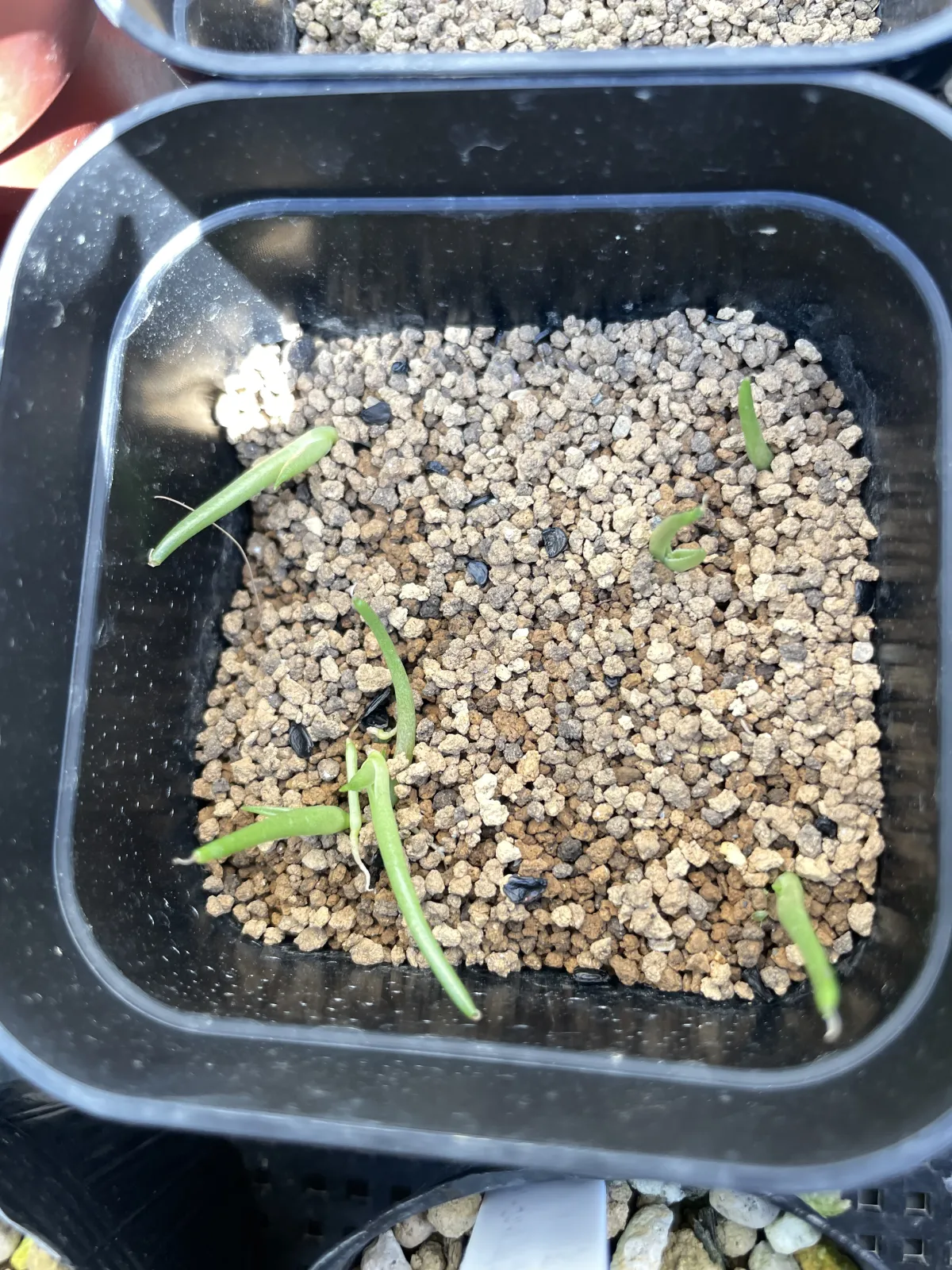 Agave filifera var. compacta (アガベ フィリフェラコンパクタ)