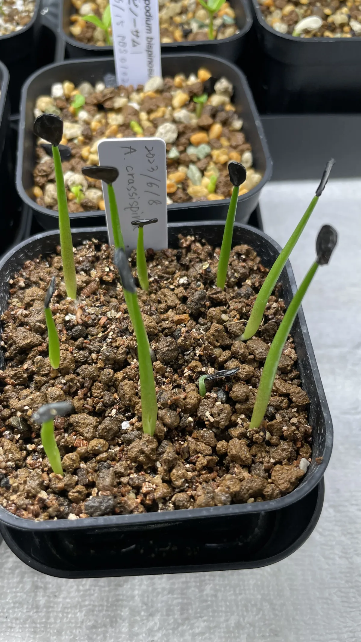 Agave crassispina subsp. crassispina (アガベ サルミアナ クラシスピナ)