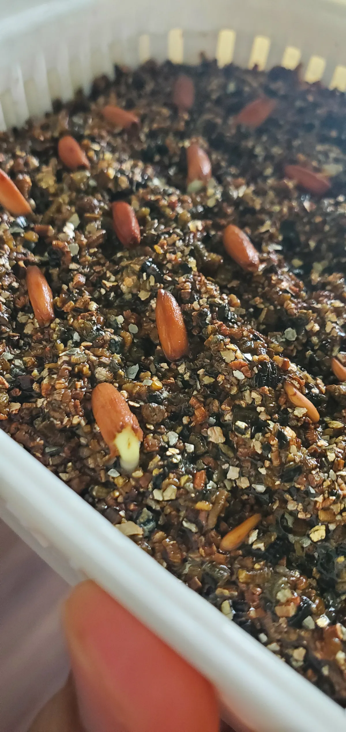 Adenium arabicum Black Giant (アデニウム アラビカム ブラックジャイアント)