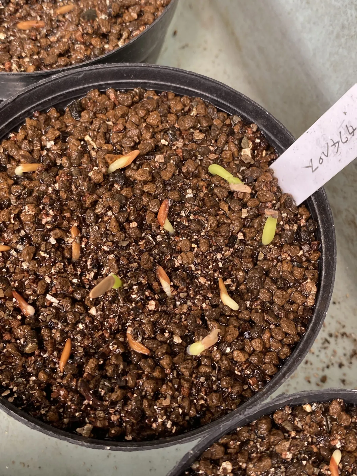 Pachypodium rosulatum ssp. cactipes (パキポディウム カクチペス)