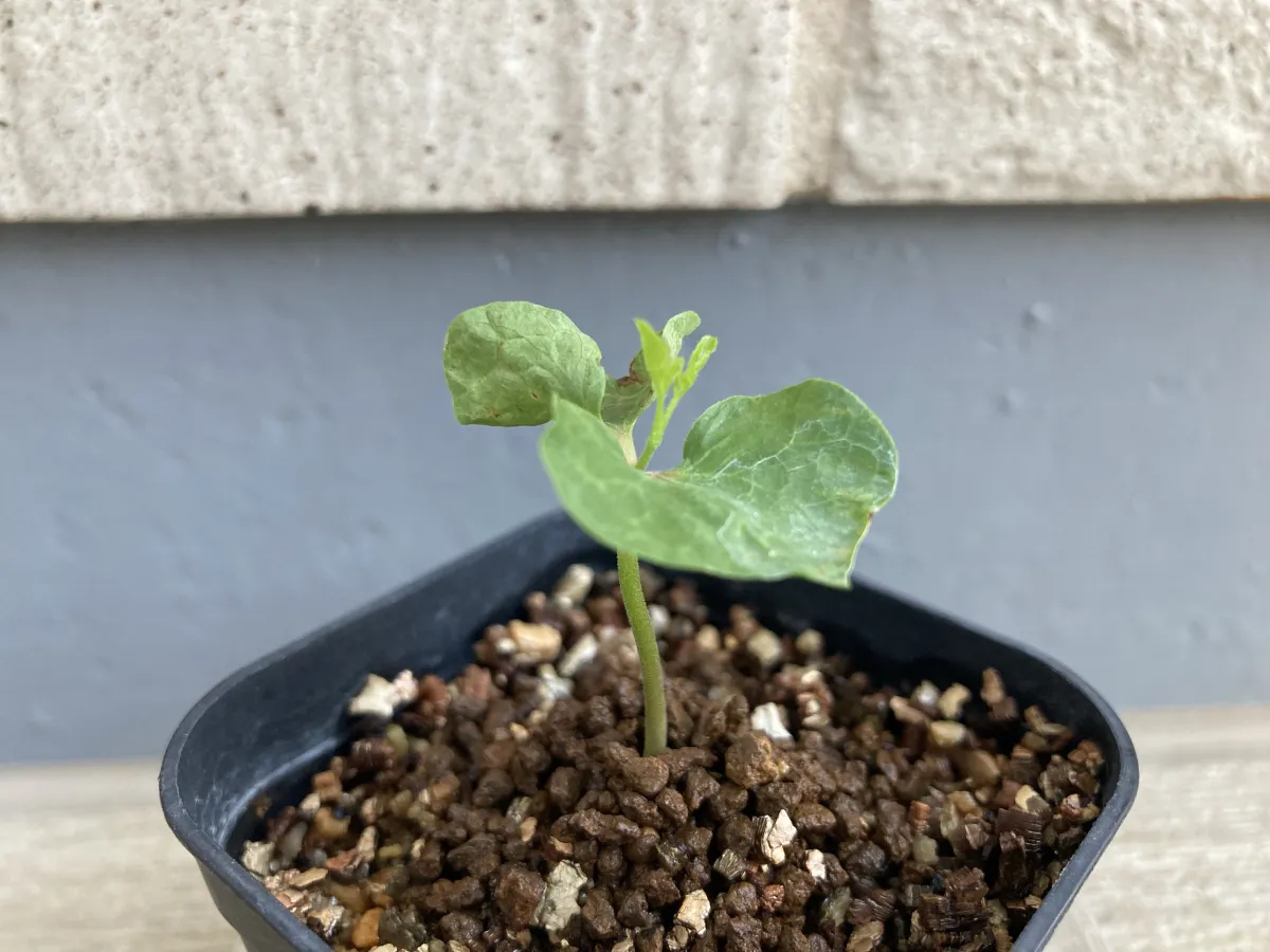 Commiphora orbicularis (コミフォラ オルビクラリス)