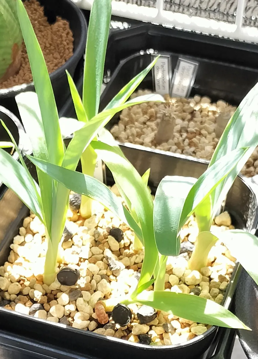 Yucca periculosa (ユッカ ペリクローサ)