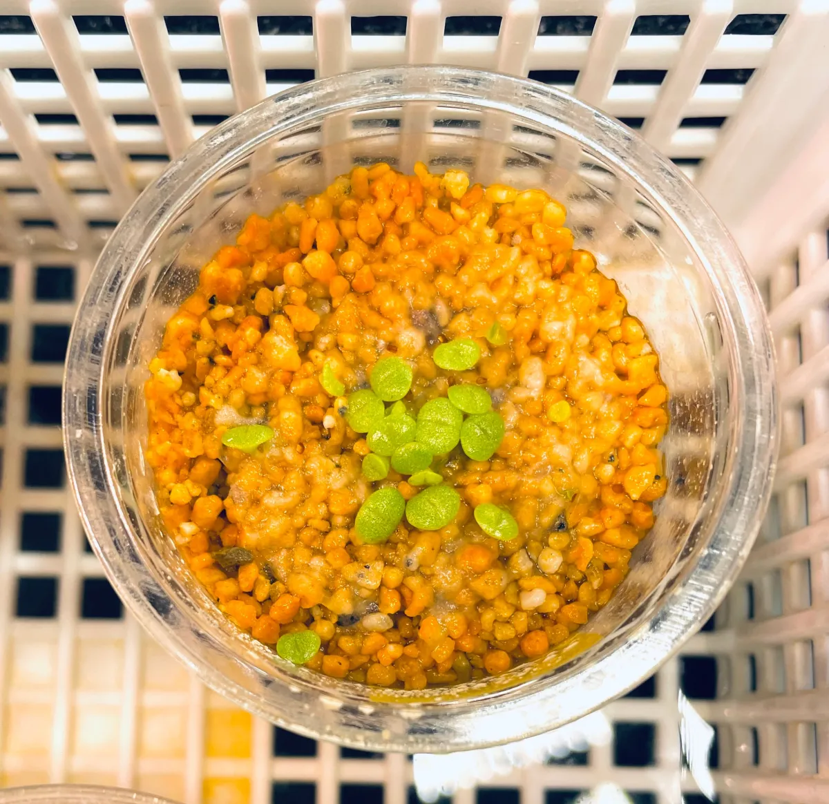 Mitrophyllum mitratum (ミトロフィルム ミトラツム)