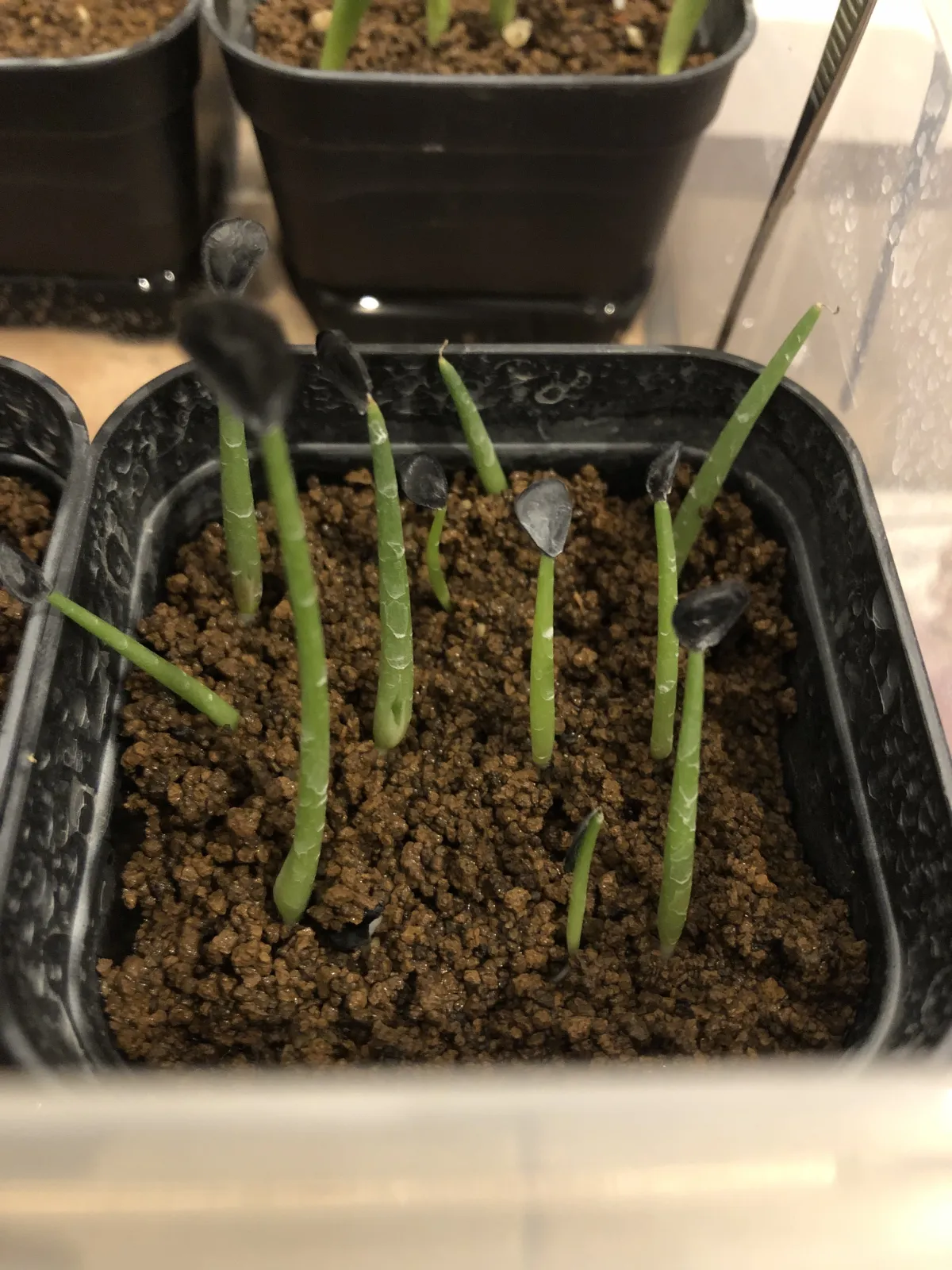 Agave parryi var. truncata (アガベ パリー トランカータ)