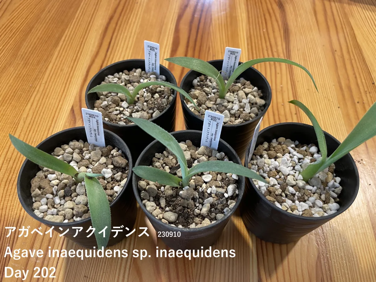 Agave inaequidens (アガベ インアクイデンス)