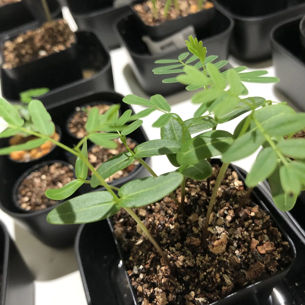 Senna meridionalis (センナ メリディオナリス)