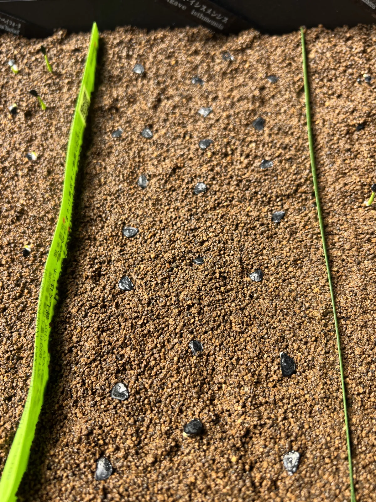 Agave isthmensis (アガベ イシスメンシス)