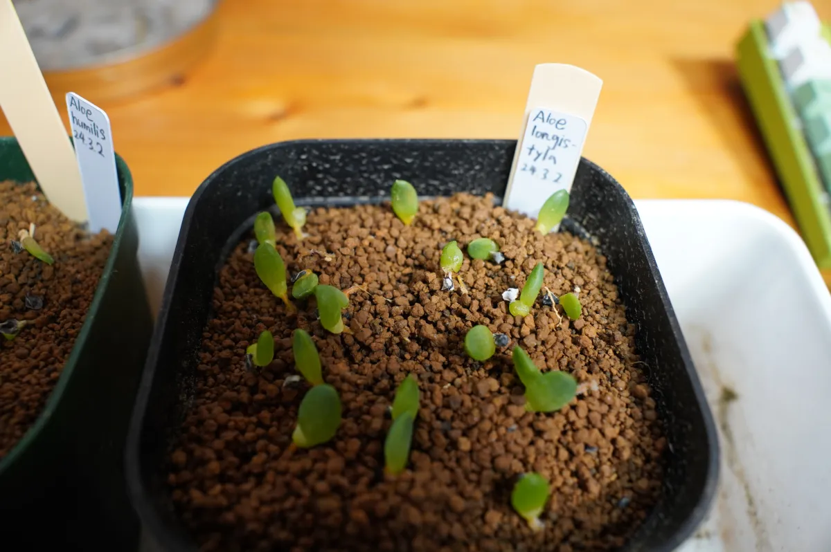 Aloe longistyla (アロエ ロンギスティラ)