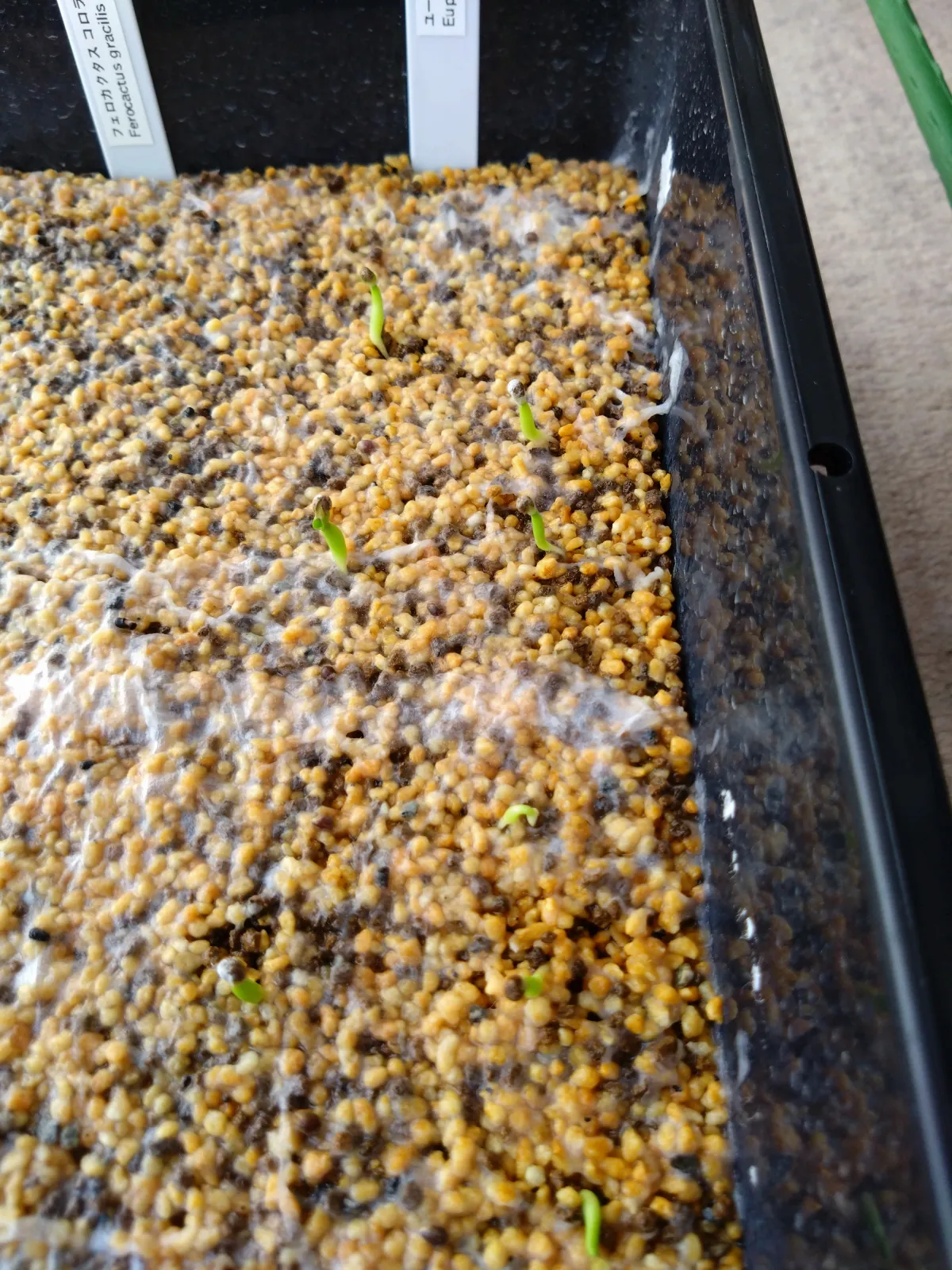 Euphorbia polygona (ユーフォルビア ポリゴナ)