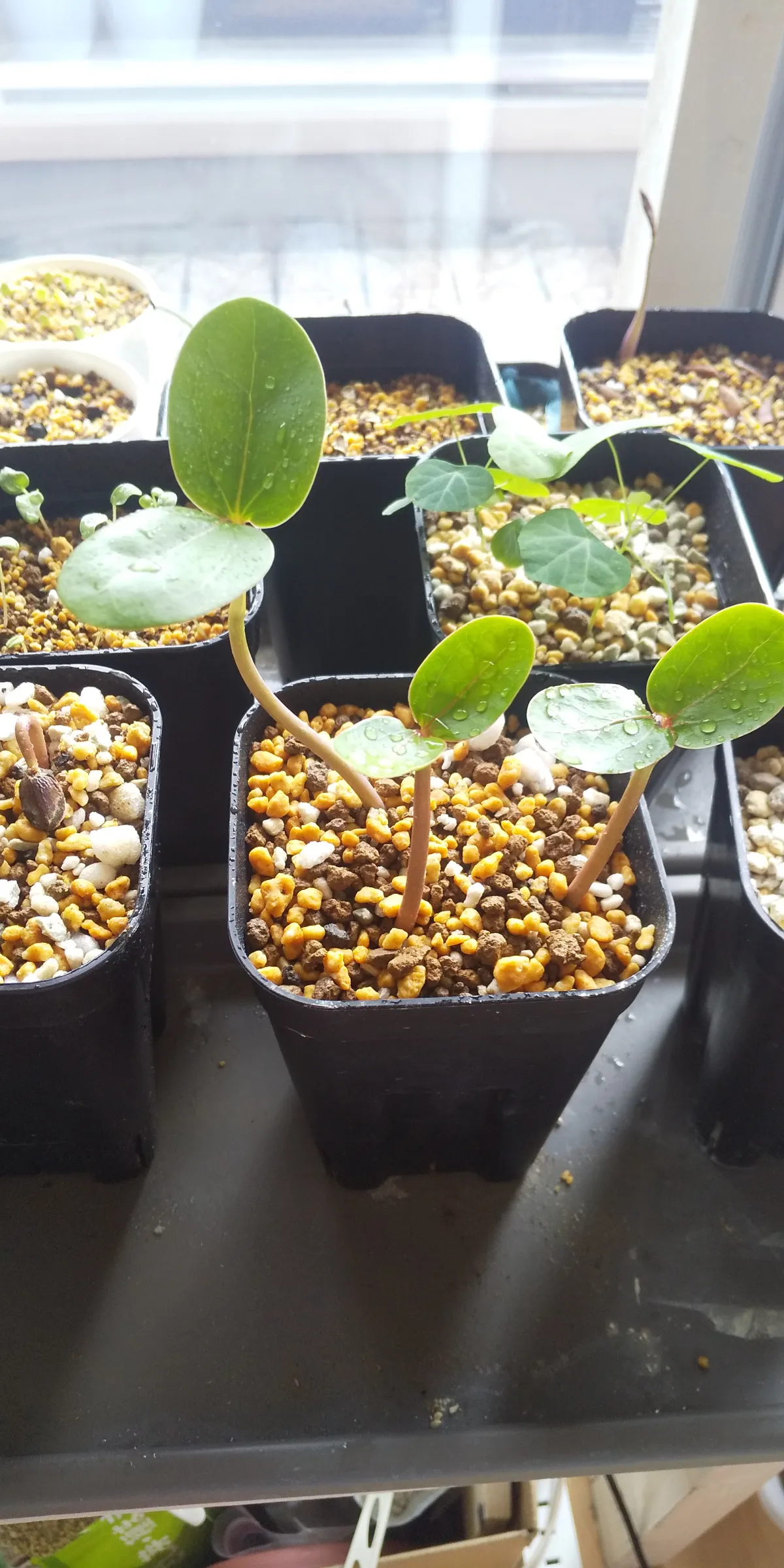 Jatropha podagrica (ヤトロファ ポダグリカ)