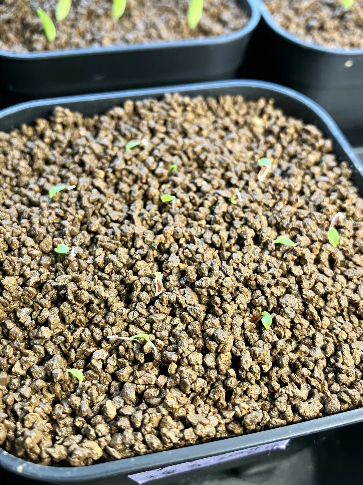 Puya mirabilis (プヤ ミラビリス)