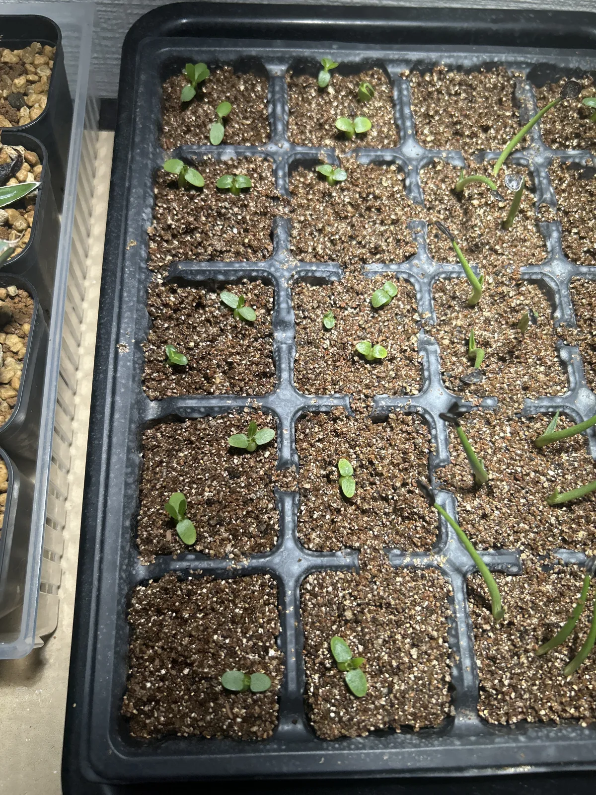 Pachypodium brevicaule subsp. leucoxanthum (パキポディウム レウコキサンツム)