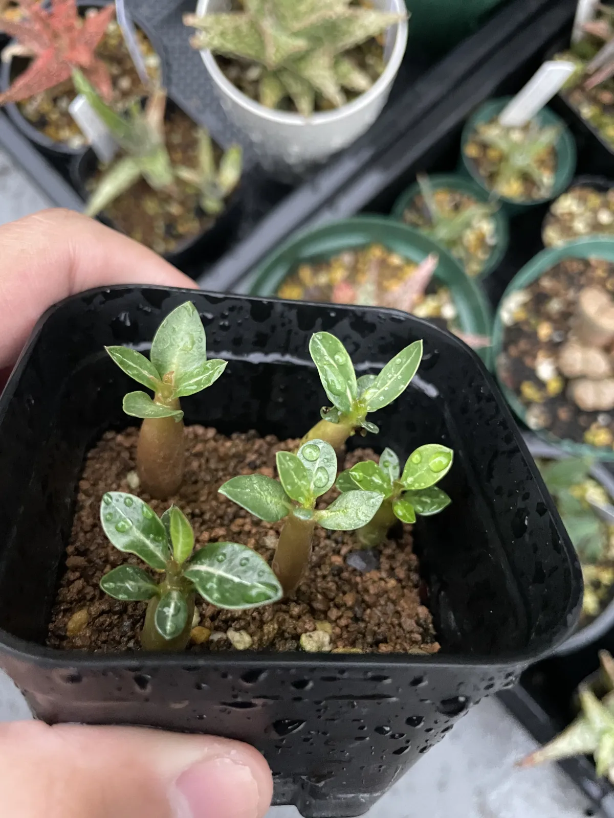 Adenium obesum (アデニウム オベスム)