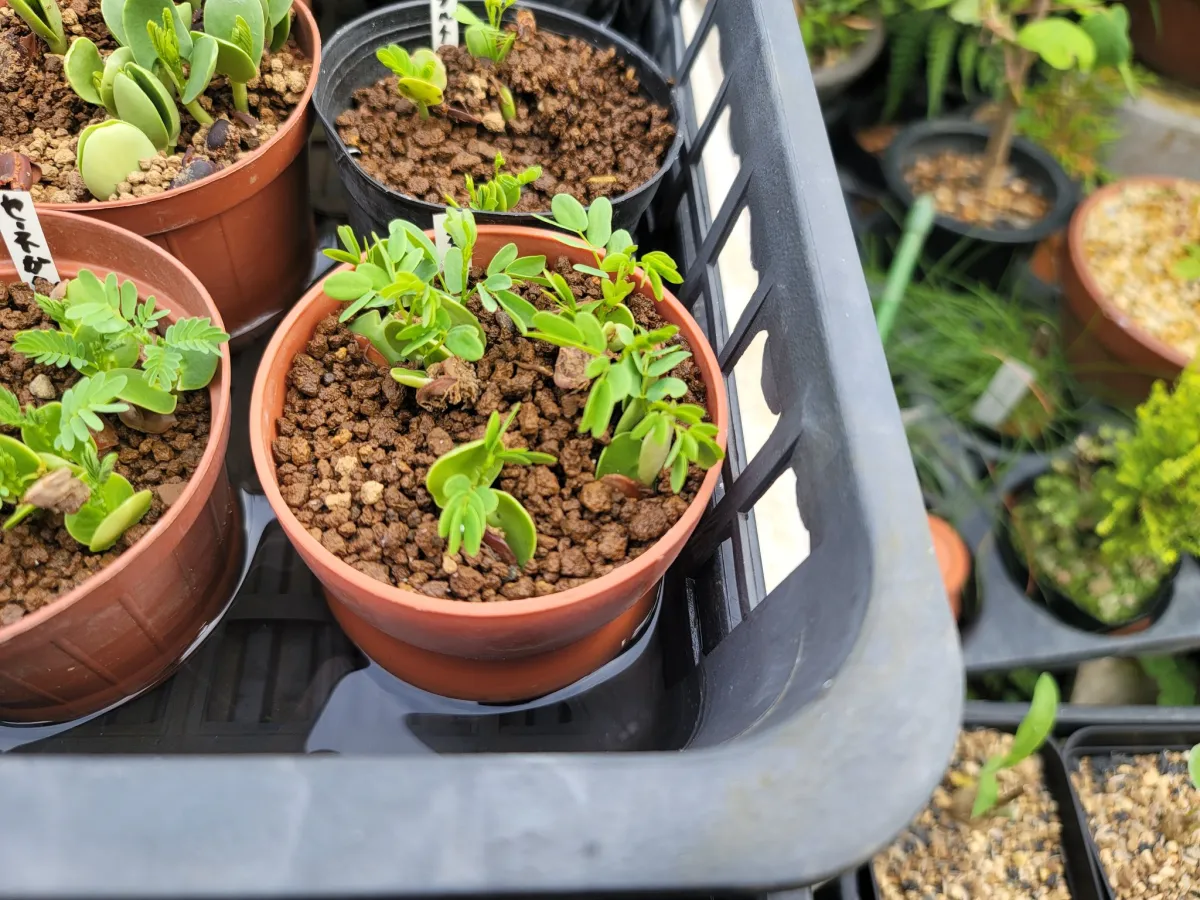 Acacia nigrescens (アカシア ニグレセンス)